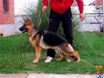 Dogs - German Shepherd